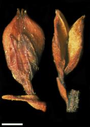 Veronica colensoi. Capsules. Scale = 1 mm.
 Image: W.M. Malcolm © Te Papa CC-BY-NC 3.0 NZ